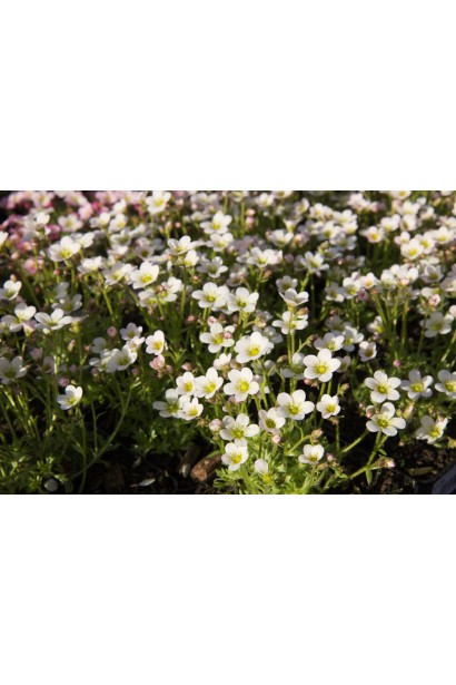 Saxifraga Arendsii Ice Colours Pearl White